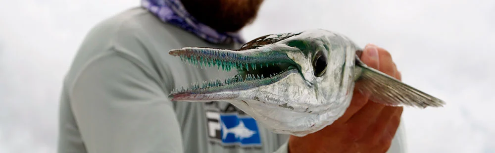 Giant needlefish caught while fly fishing in Belize