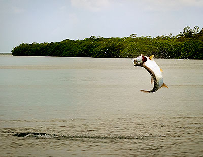 Tarpon fishing in Belize - giant tarpon is caught and released