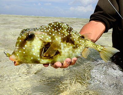 Belize fly fishing flats