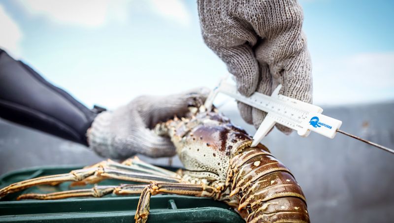 legal spiny lobster in Belize