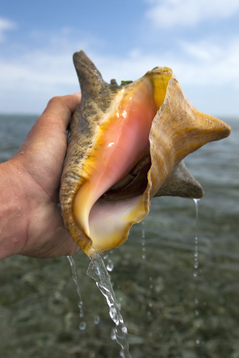 conch fishing in Belize