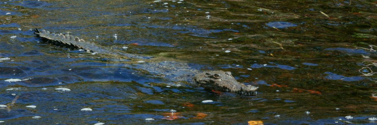 American Crocodiles nest at Turneffe Atoll. Crocodile viewing is part of the Atoll Adventure Eco-tour package