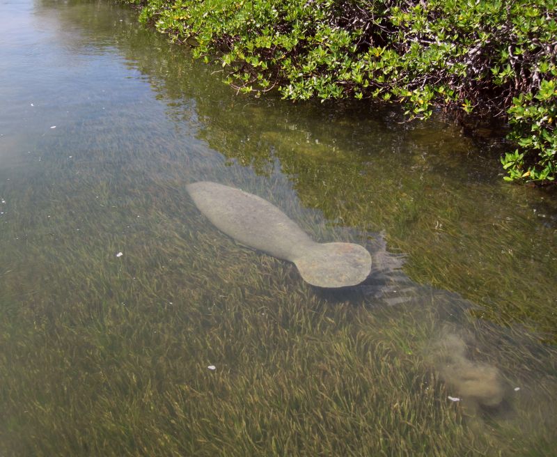 Manatees in the creek of Turneffe Atoll Belize