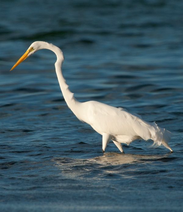 Birding adventures at Turneffe Atoll - Egret