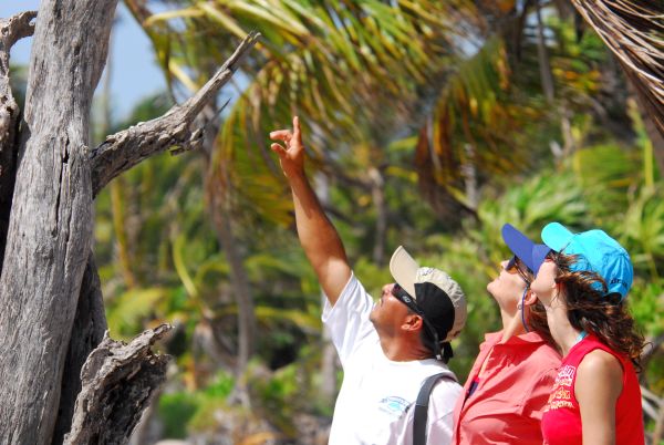 Birding tour - Turneffe Flats