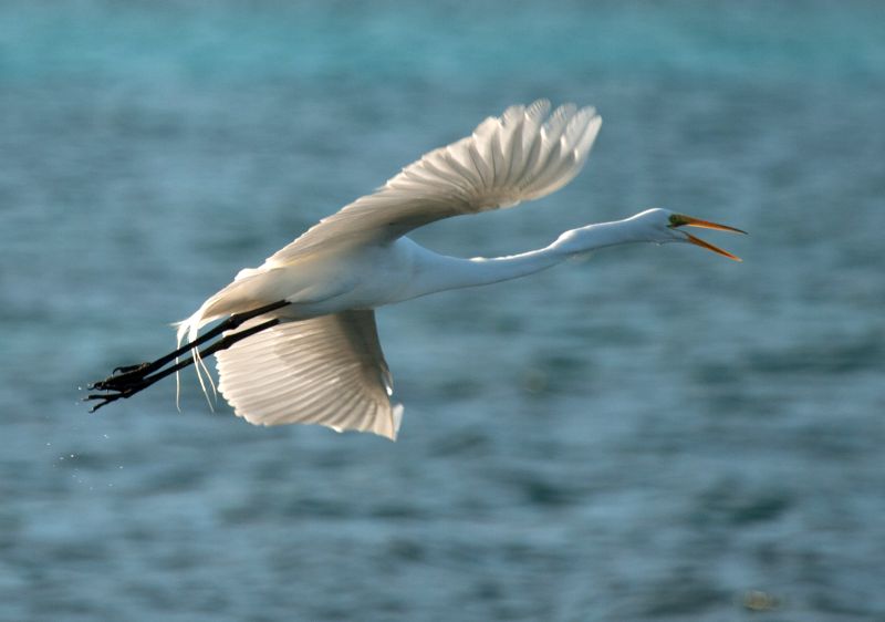 Soaring egret Turneffe atoll Belize