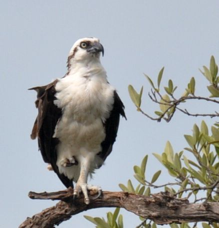 Osprey scouting at Turneffe Flats