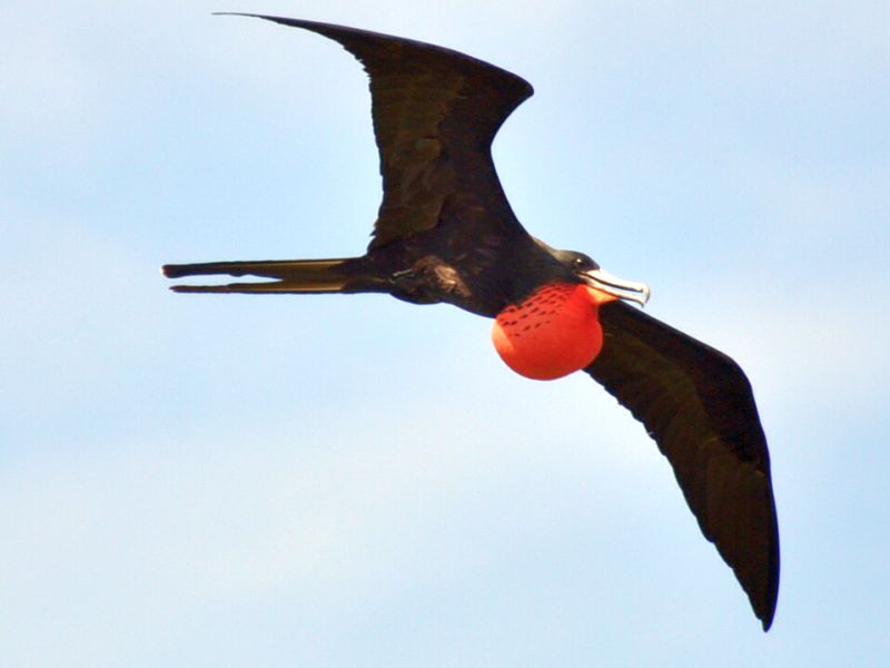 Frigate bird soaring at Turneffe Atoll Belize 