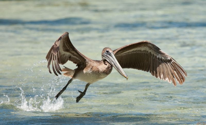 Brown Pelican - Birding Eco-tour at Turneffe Flats