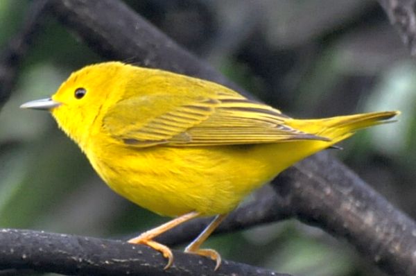 Birds of Turneffe Atoll Belize