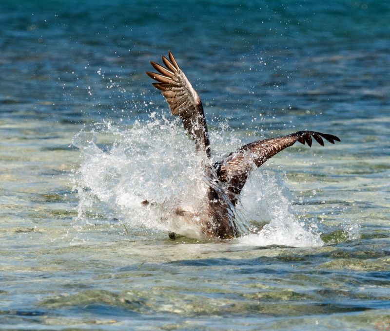 Diving osprey Belize