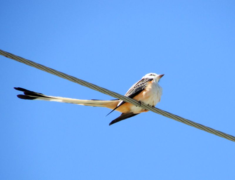 Birding in Belize - over 60 species inhabit Turneffe Atoll