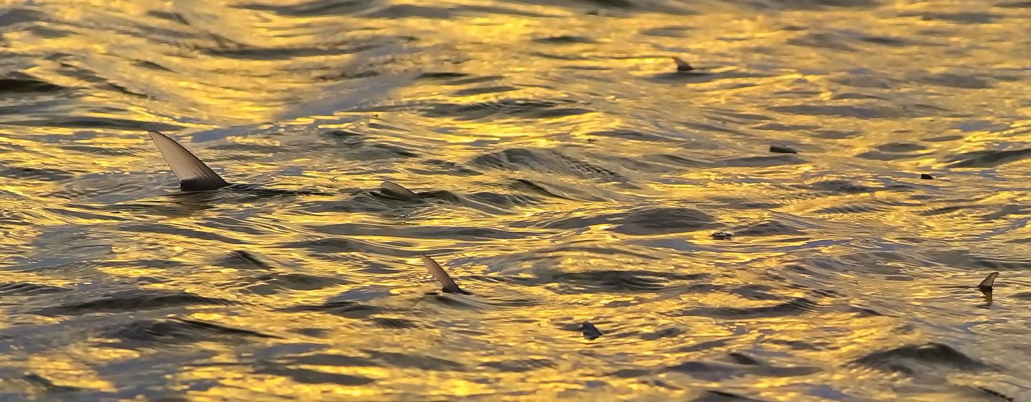 School of tailing bonefish at sunset. Photo by Steve Turner