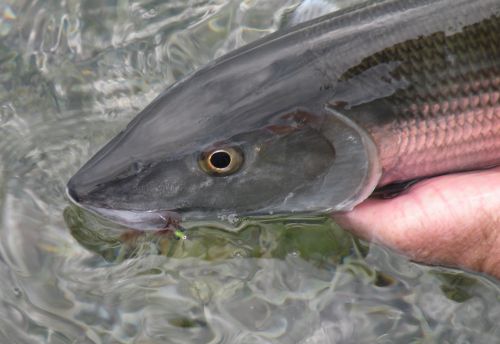 Bonefish caught while fly fishing in Belize