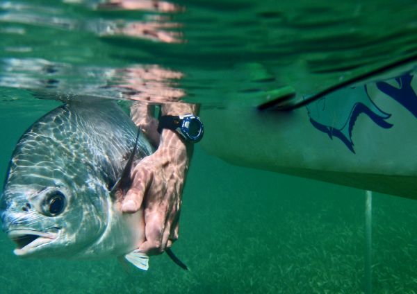 Releasing a permit the was caught while fly fishing in Belize