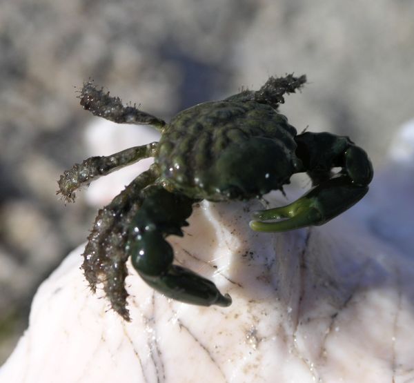 olive crabs are imitated while fishing for permit in Belize