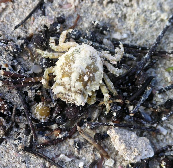 Permit Fishing - Permit eat live crabs like this tan crab here.
