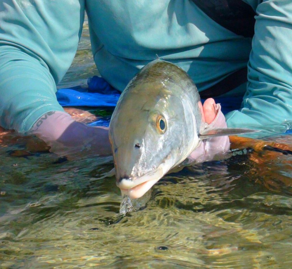 Belize Bonefish release