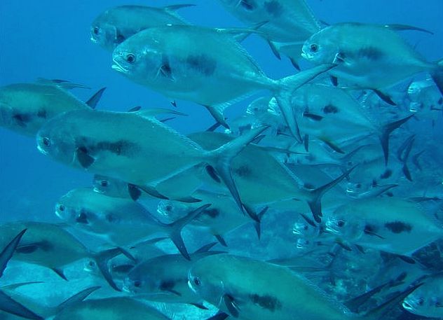Fly Fishing for permit in Belize is best because of the big schools of permit.