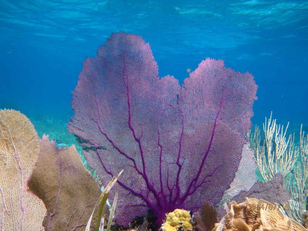 Turneffe Flats - Snorkeling coral reefs at Turneffe Atoll