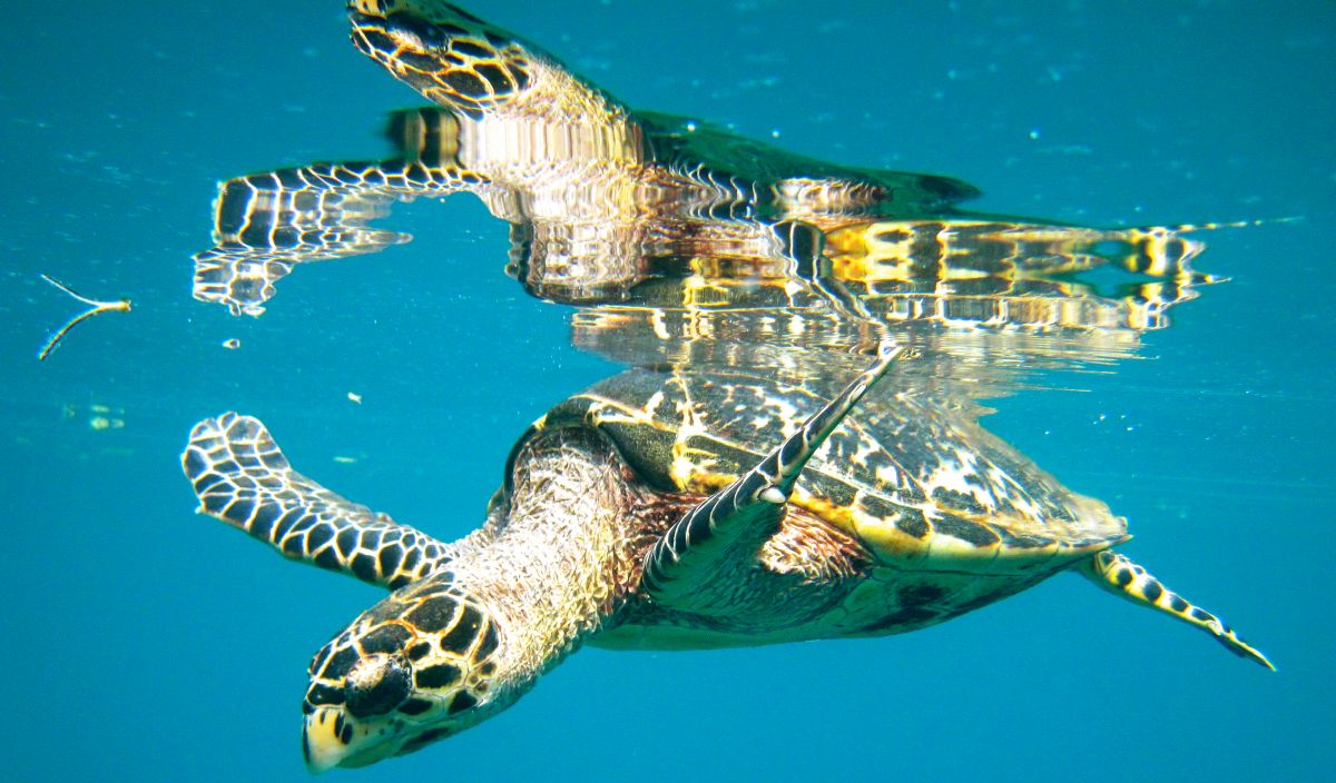 Turneffe Flats - Snorkeling with sea turtles in Belize