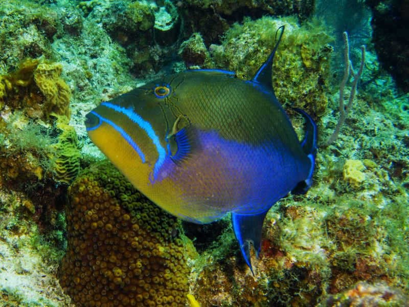 Turneffe Flats - Queen Trigger fish seen while snorkeling in Belize