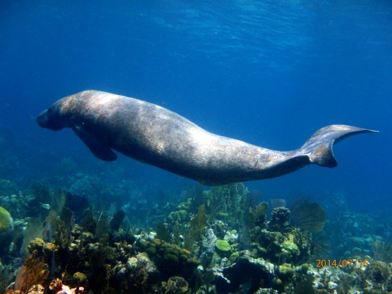 Turneffe Flats - Best Snorkeling in Belize 