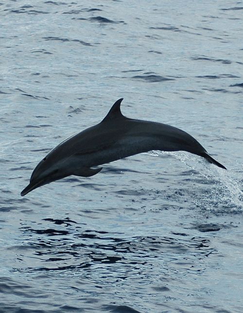 Dolphin tours - Eco adventures