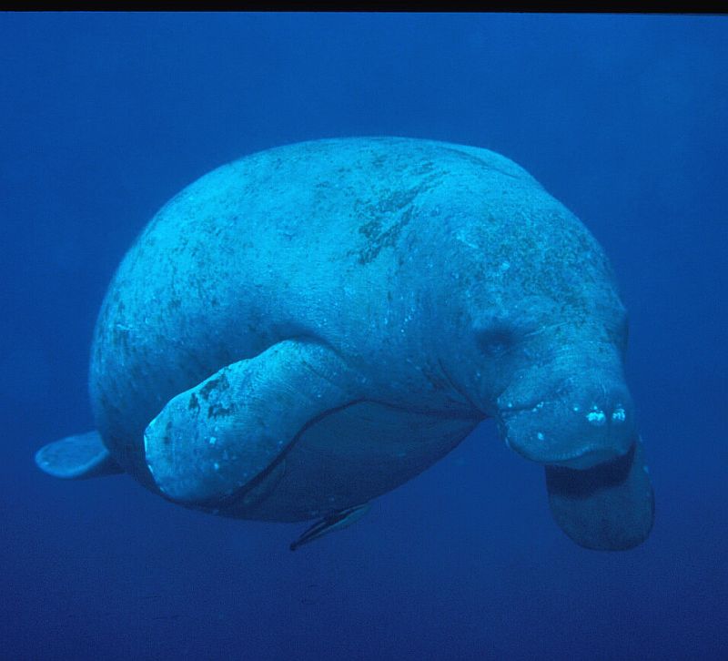 Turneffe flats - Snorkeling with Manatees