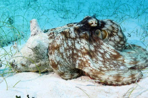 octopus.jpg