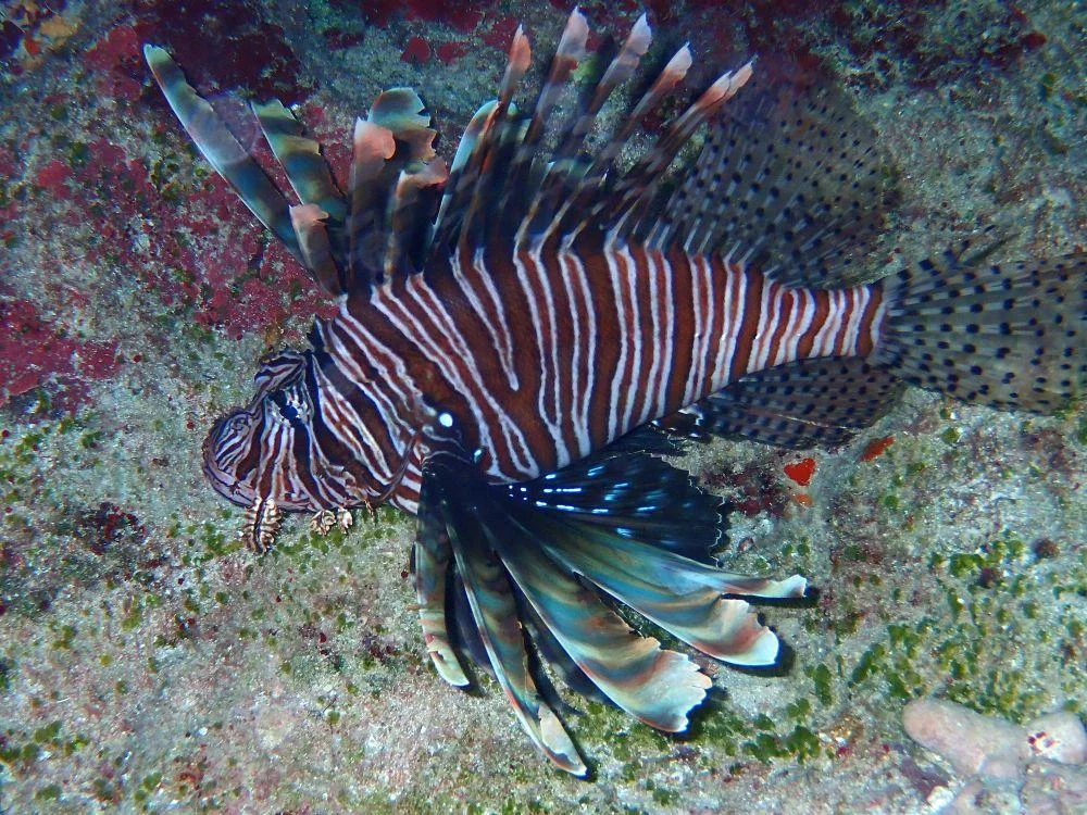 lionfish.jpg