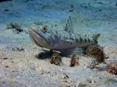 Lizardfish.jpg