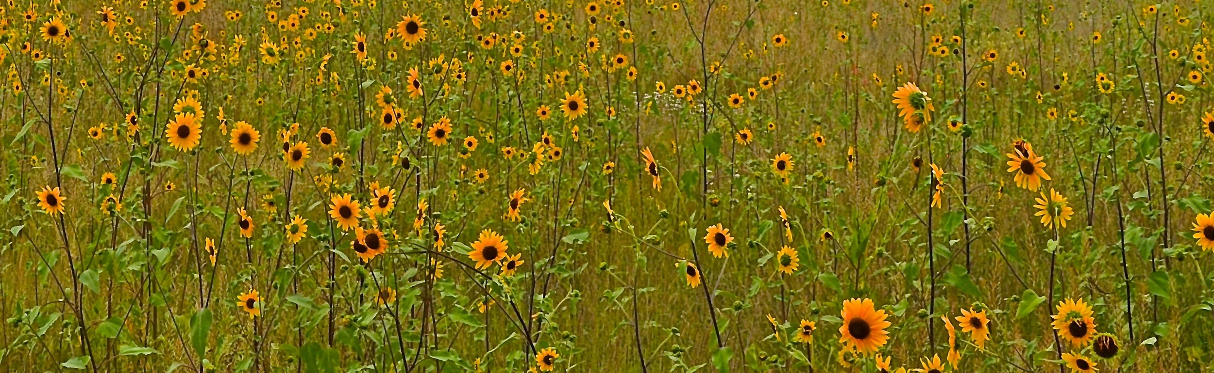 pricing - Version 3.JPG