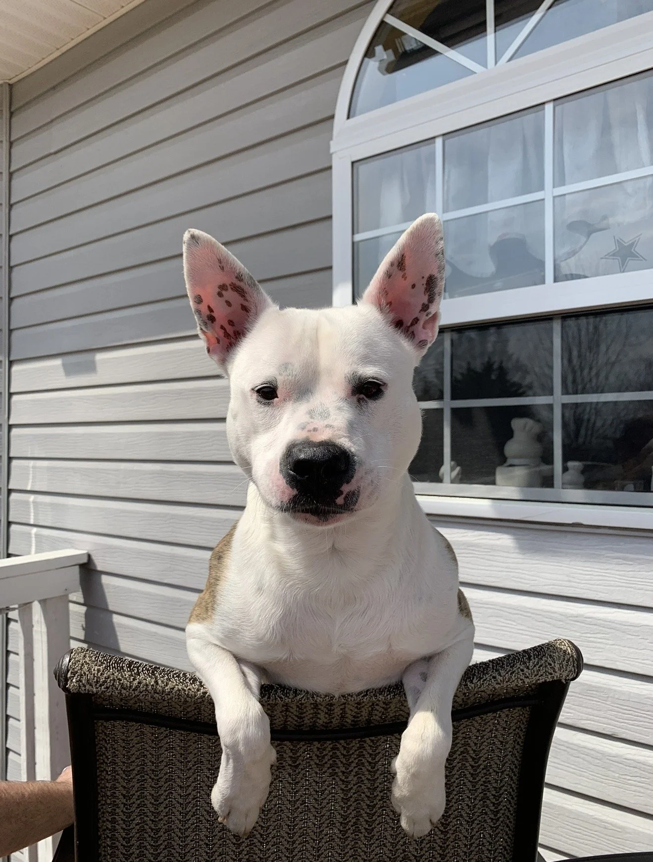 Gotti