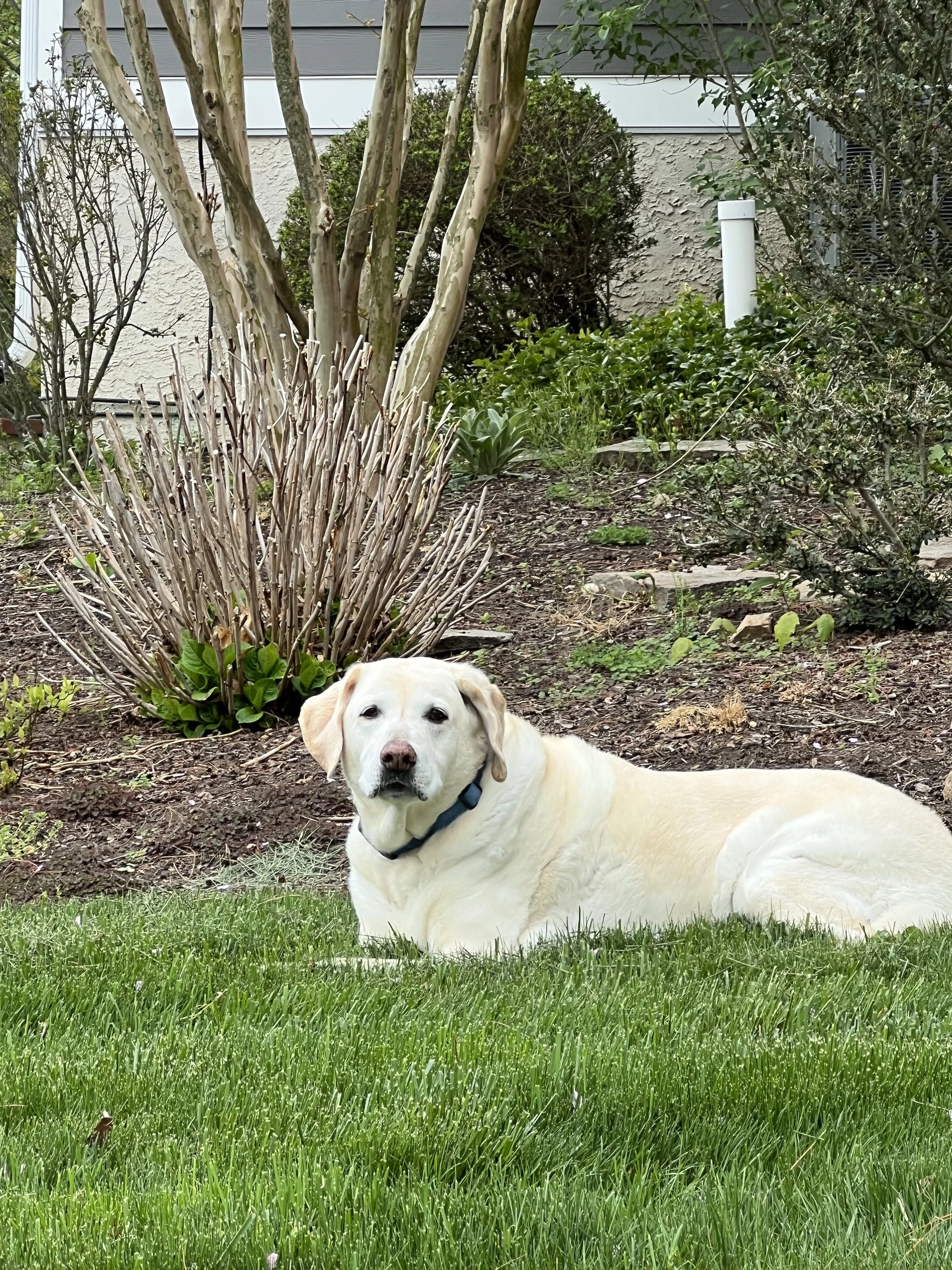 Buddy