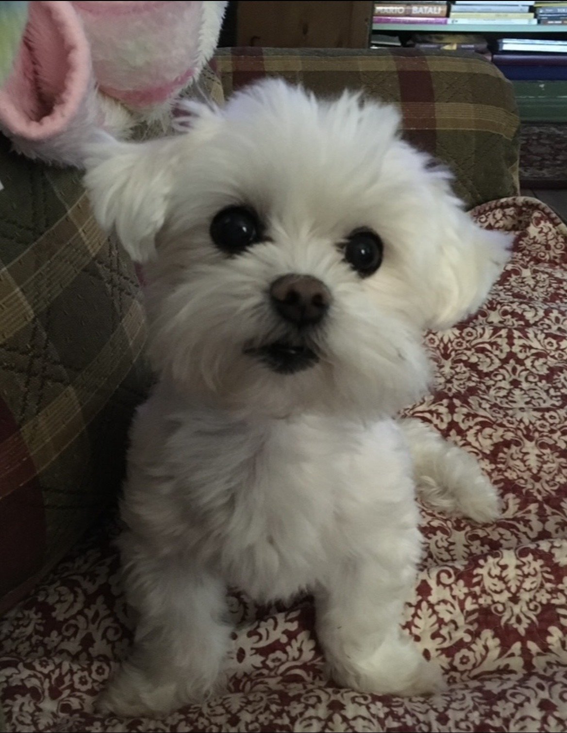 Lola Rose