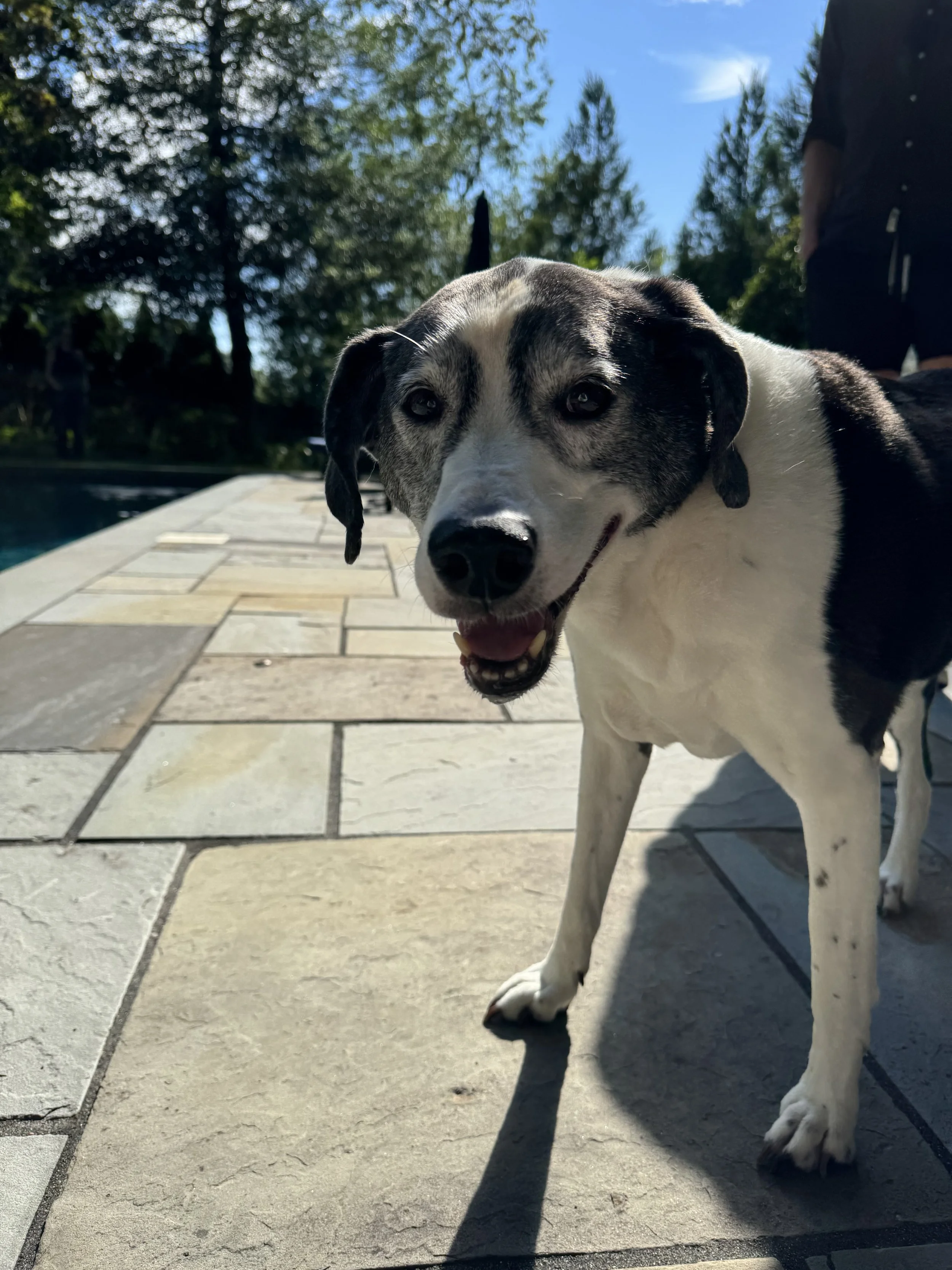 Tuxedo Von Sank