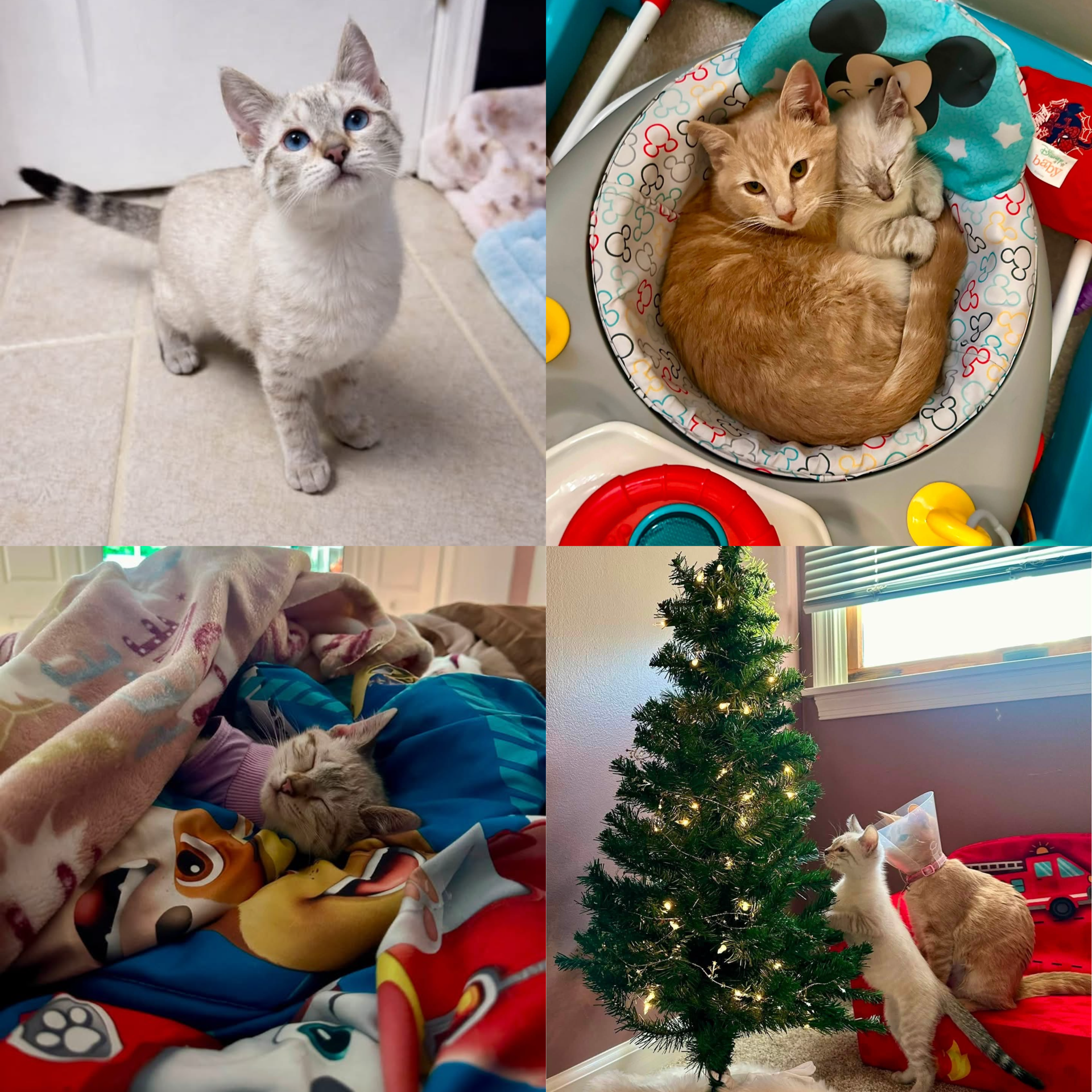 Sophia