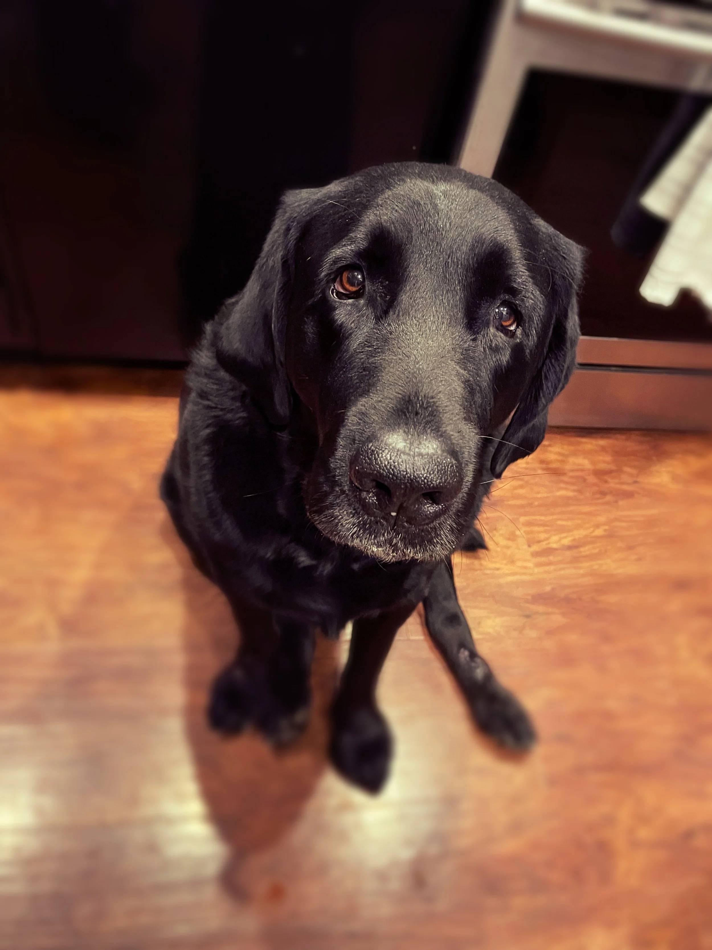 Benelli "Bubba"