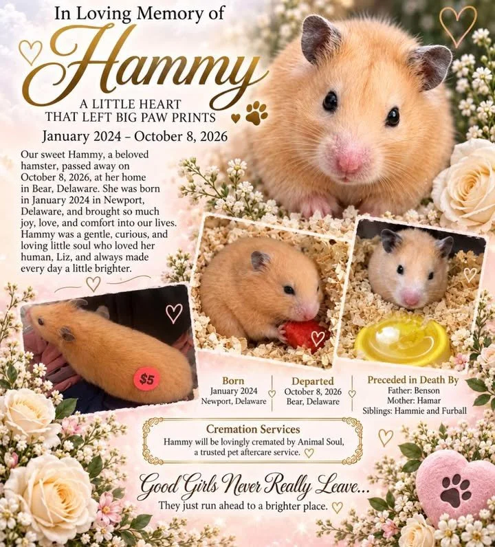 Hammy