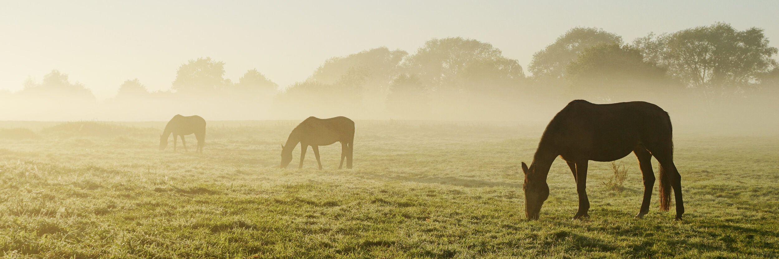 AdobeStock_92801412.jpeg