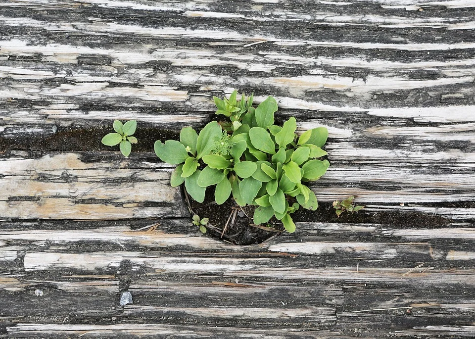 plant-413717_960_720.jpg