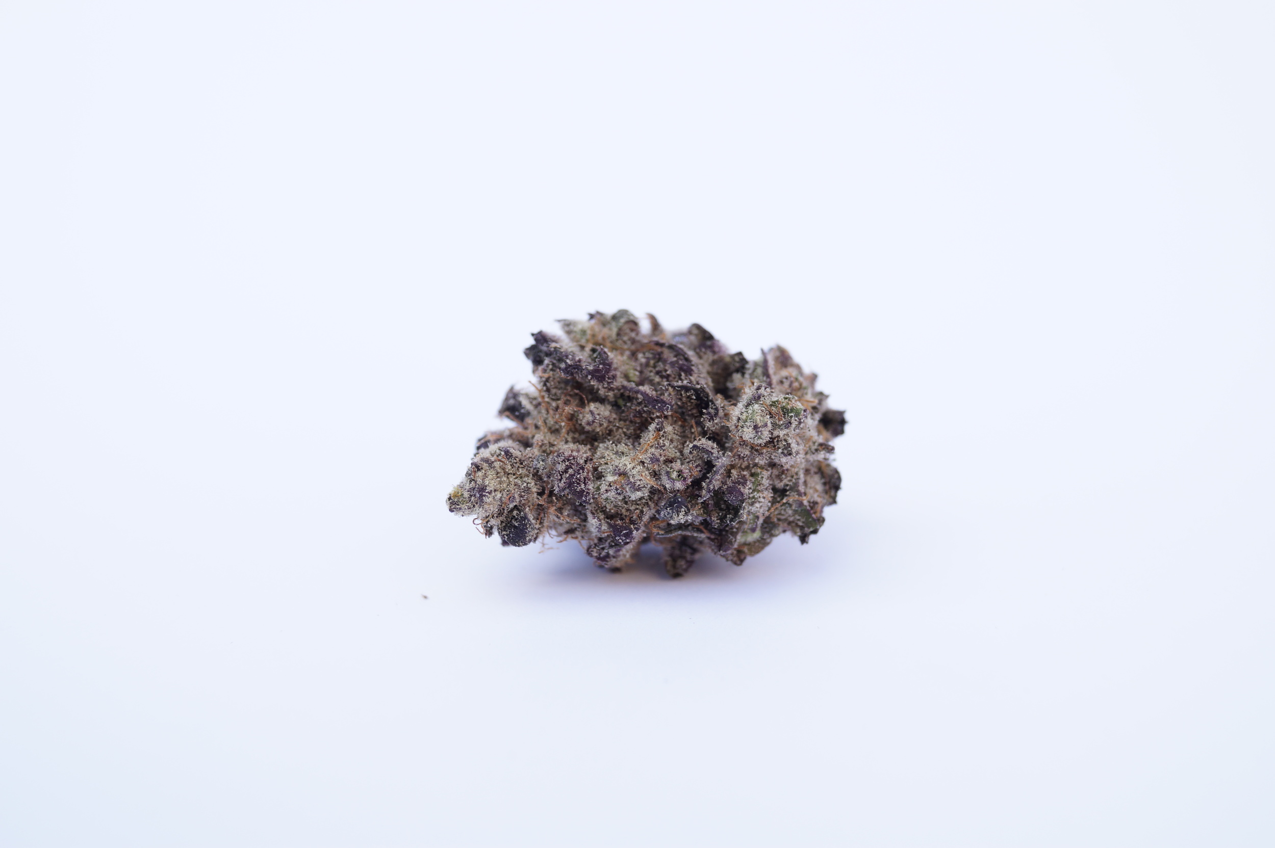 spindle frosty purple cannabis on white background blackberry trainwreck strain
