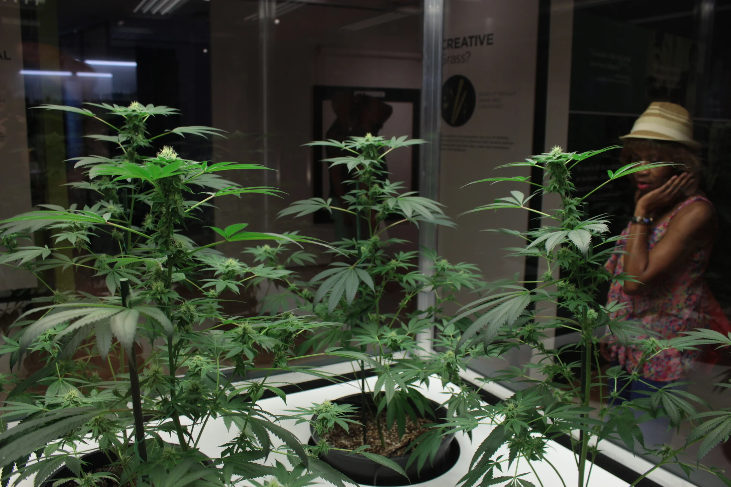 Four Cannabis plants viewed by a woman