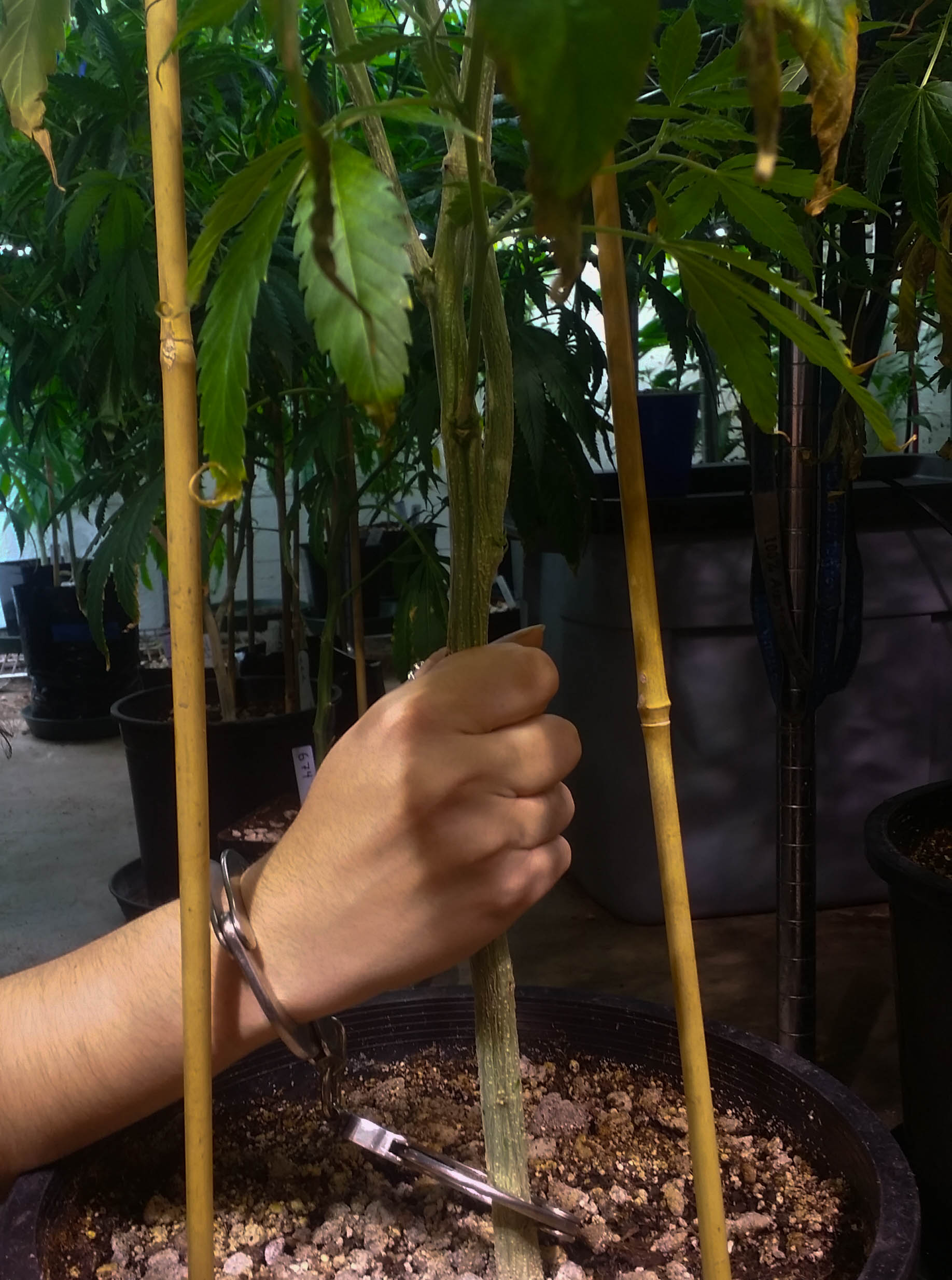 Hands cuffed to cannabis plant in protest