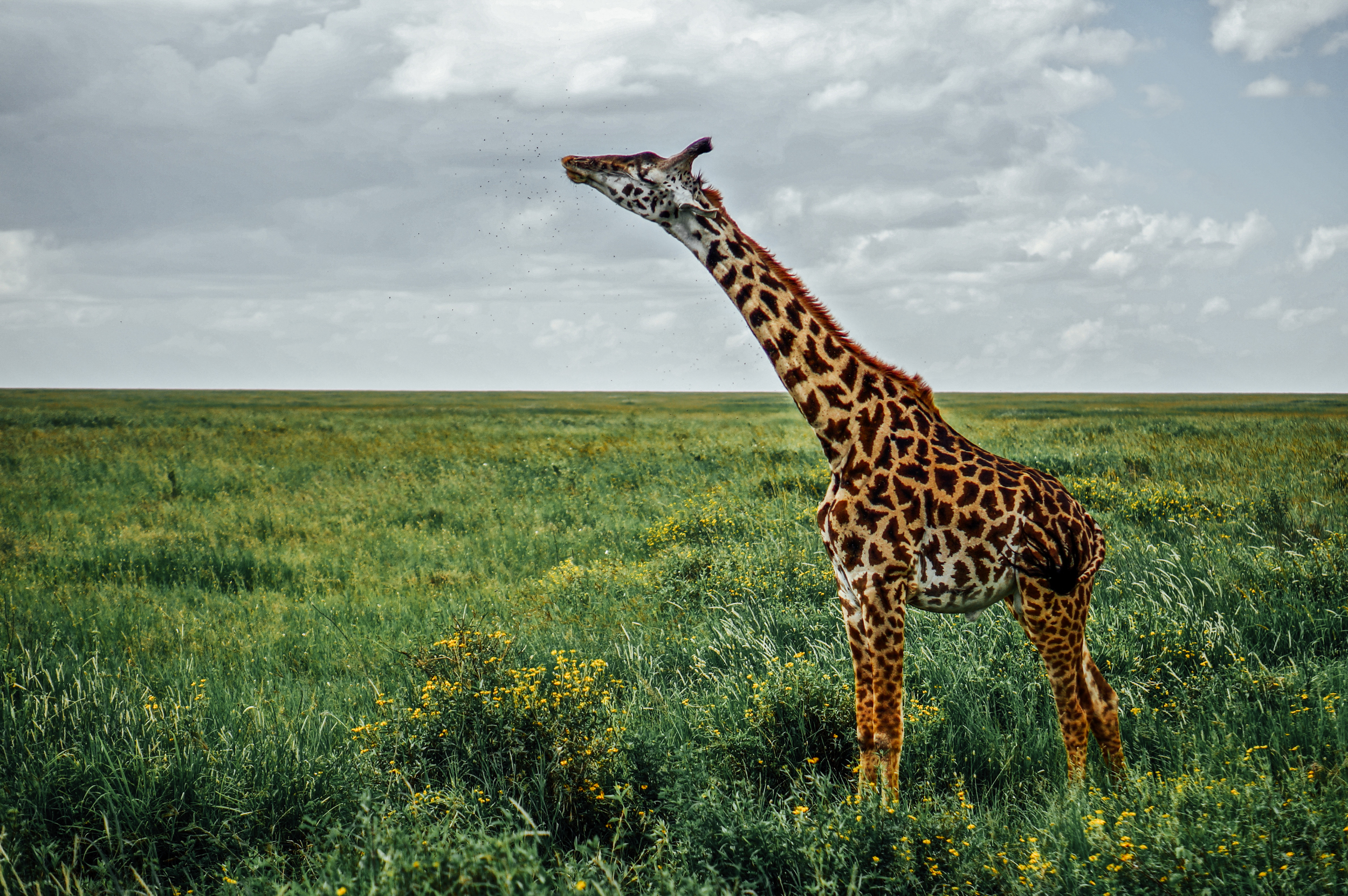 Giraffe Tanzania.jpg
