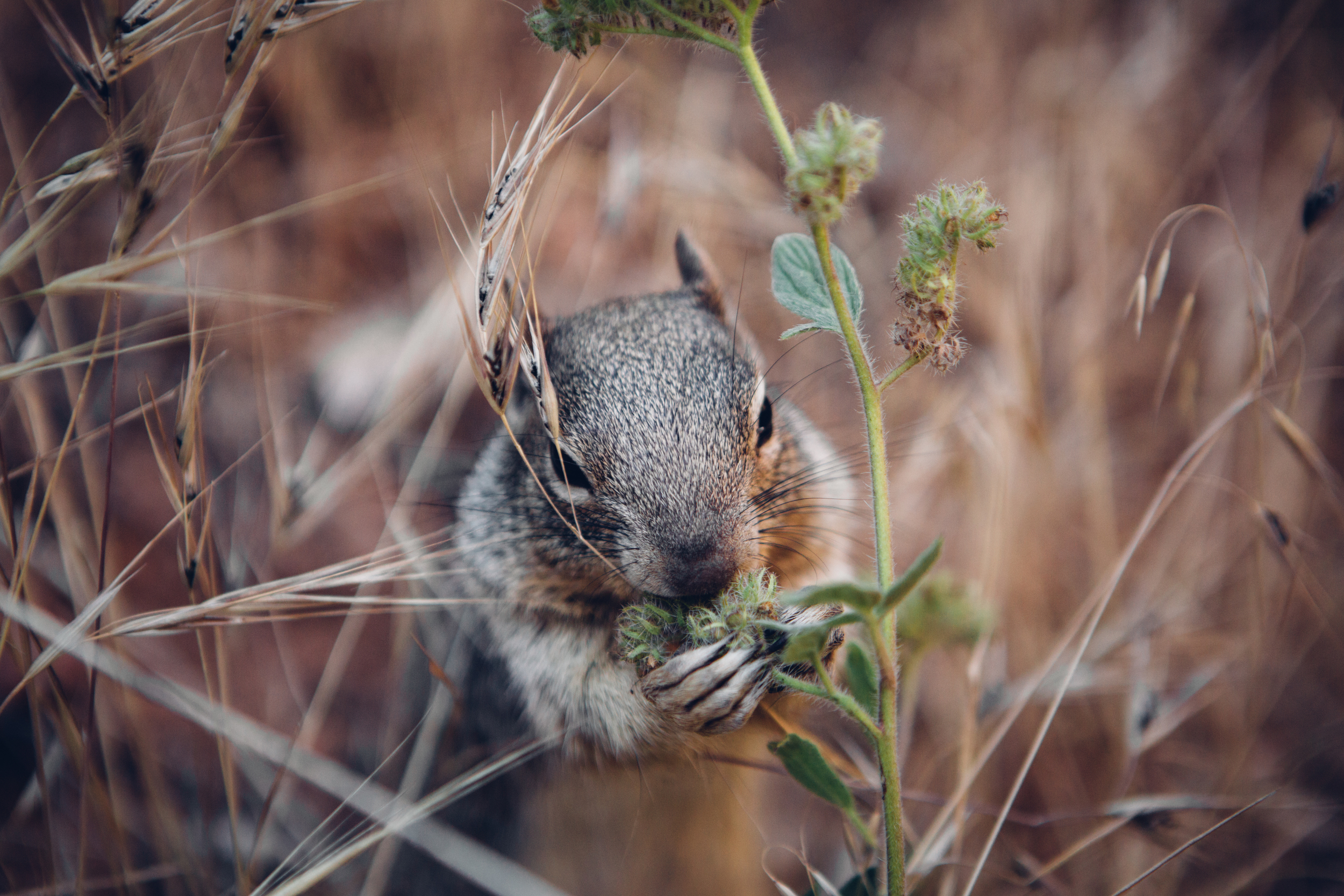 Squirrel 1-2.jpg