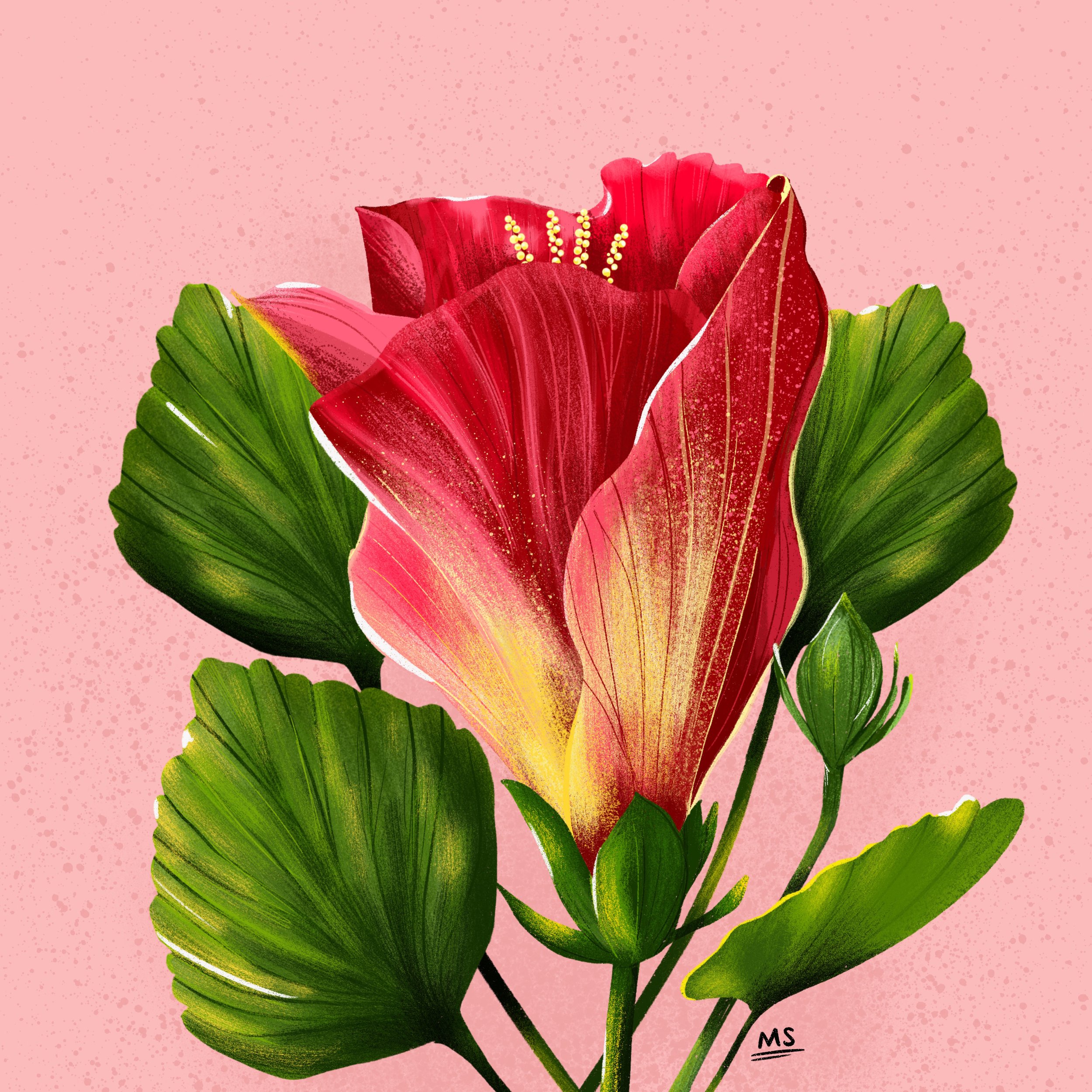 Hibiscus Illustraion