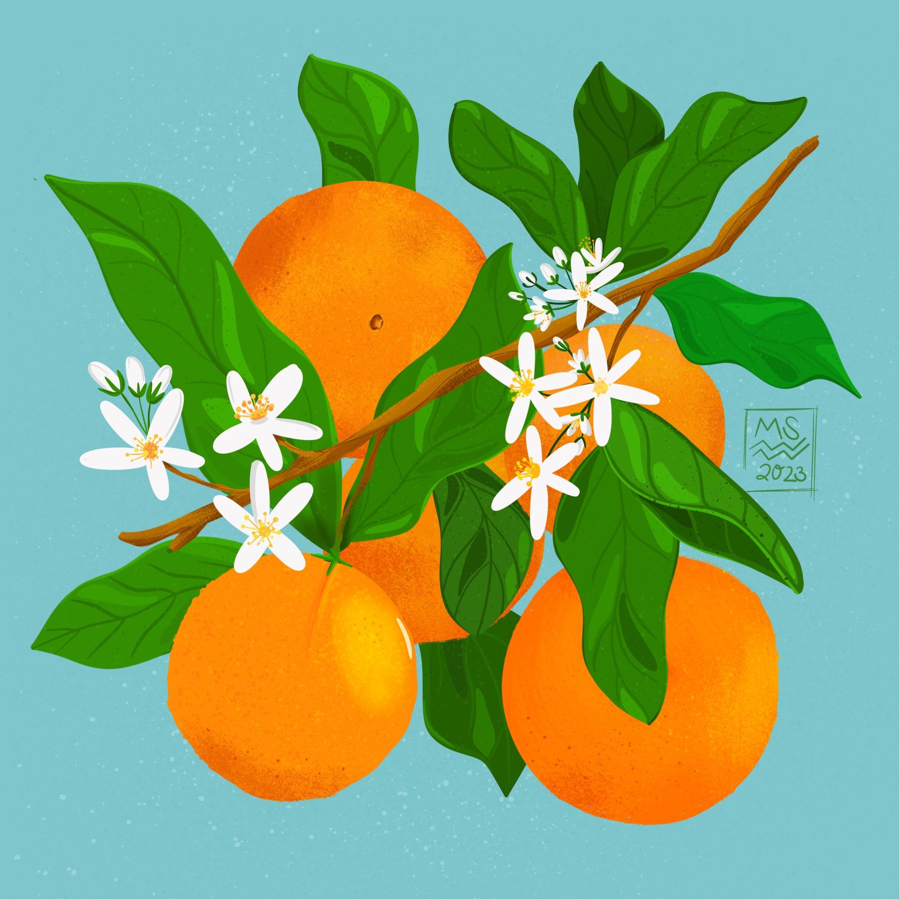 Oranges_Small.jpg