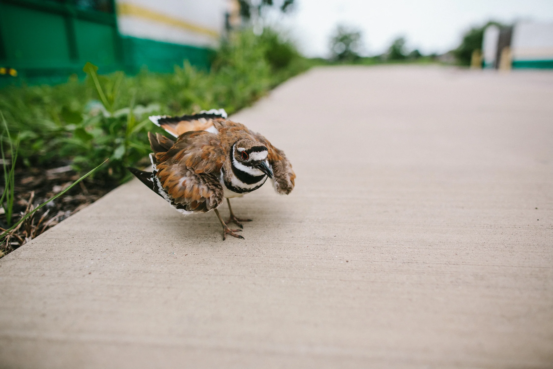 planotexasphotographer-1-16.jpg